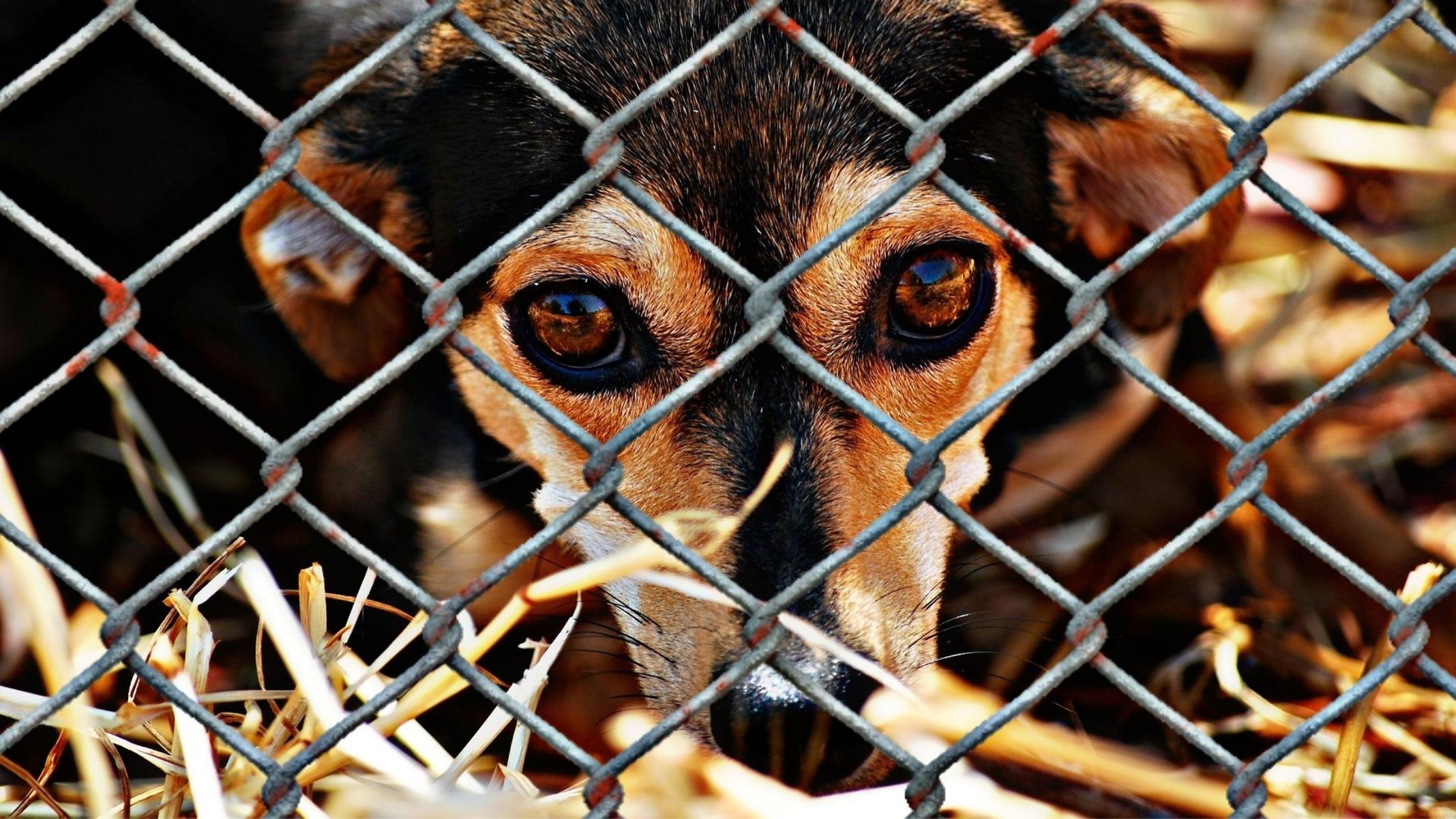 Justiça condena lojista a 5 anos de reclusão por maus-tratos a cães