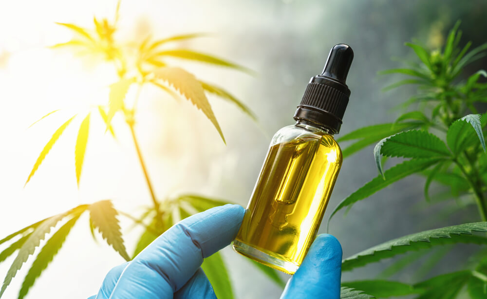 Anvisa aprova cultivo de cannabis por empresas e amplia acesso