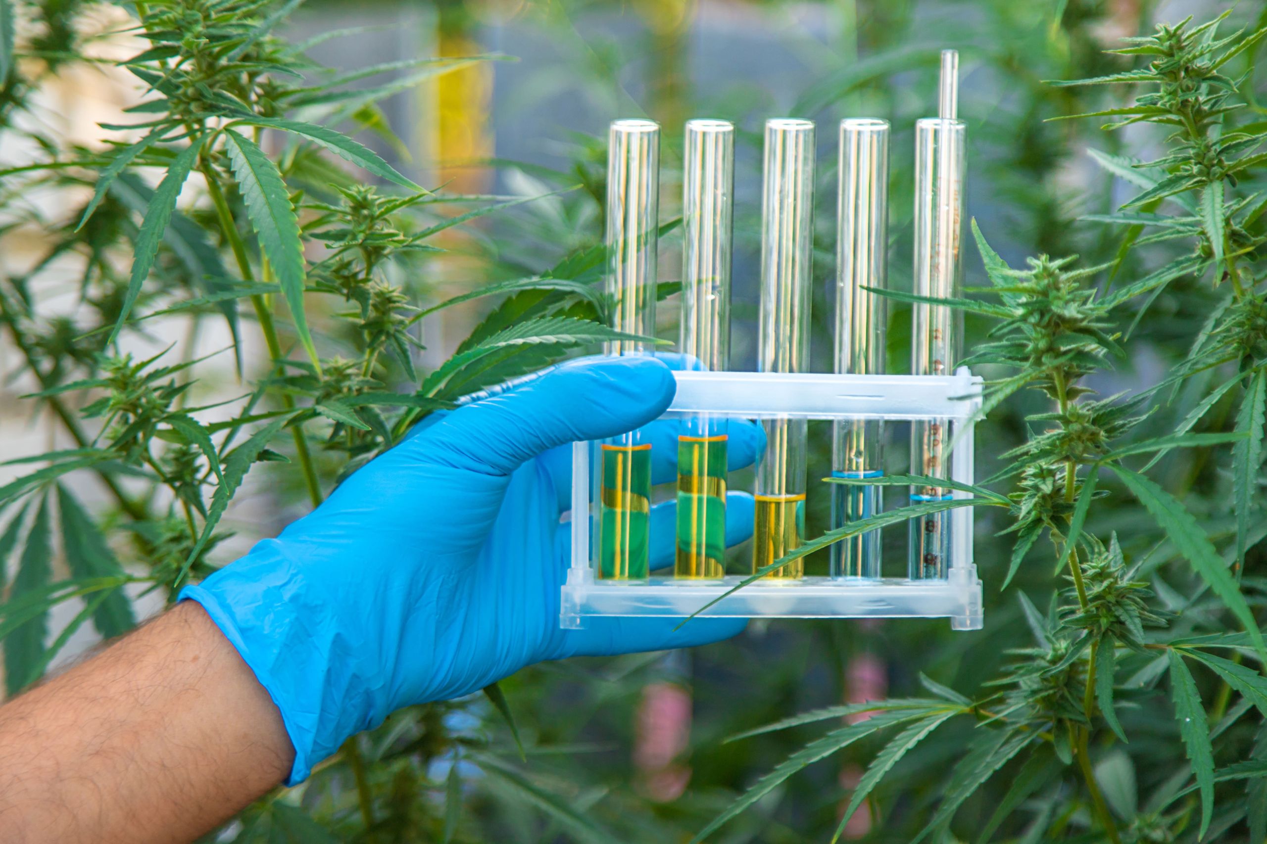 Anvisa discute nesta quarta regras para a produção de cannabis no país