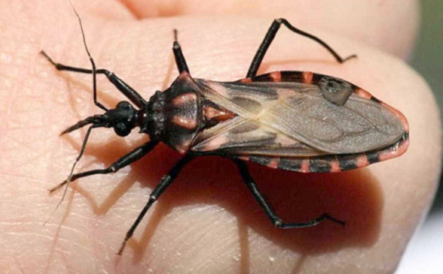 Bahia e Pará reforçam ações contra a doença de Chagas após aumento de casos