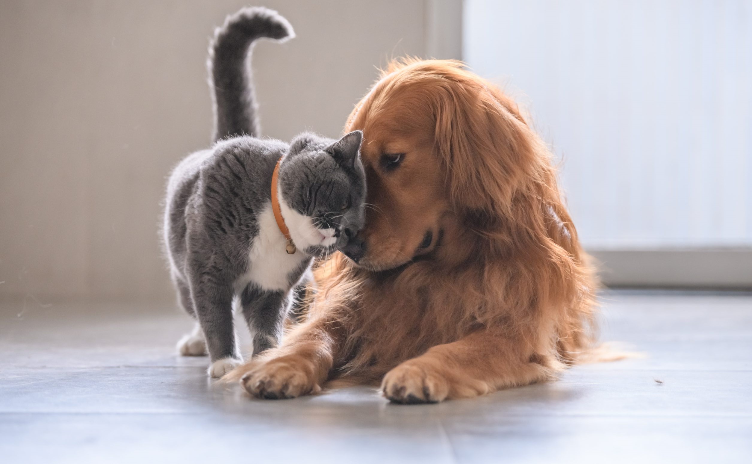Governo abre consulta pública sobre genéricos e similares veterinários