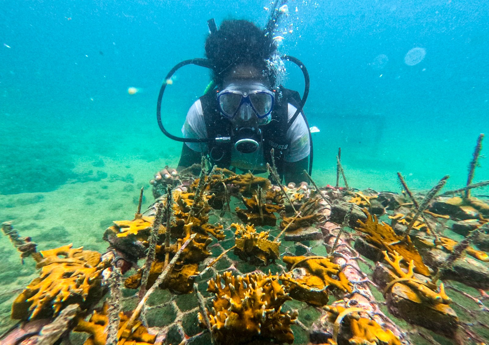 Dia Mundial dos Oceanos: projeto que recupera recifes da Baía de Todos-os-Santos conclui 4º ano com mais de 3 mil colônias de corais cultivadas