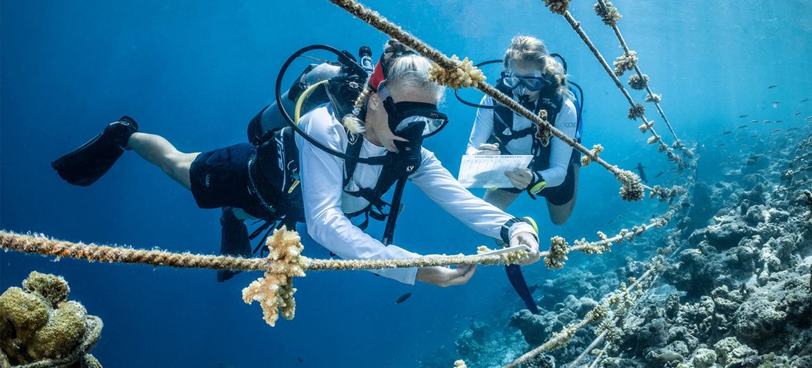 Situação dos oceanos é grave e demanda ação global urgente, diz ONU