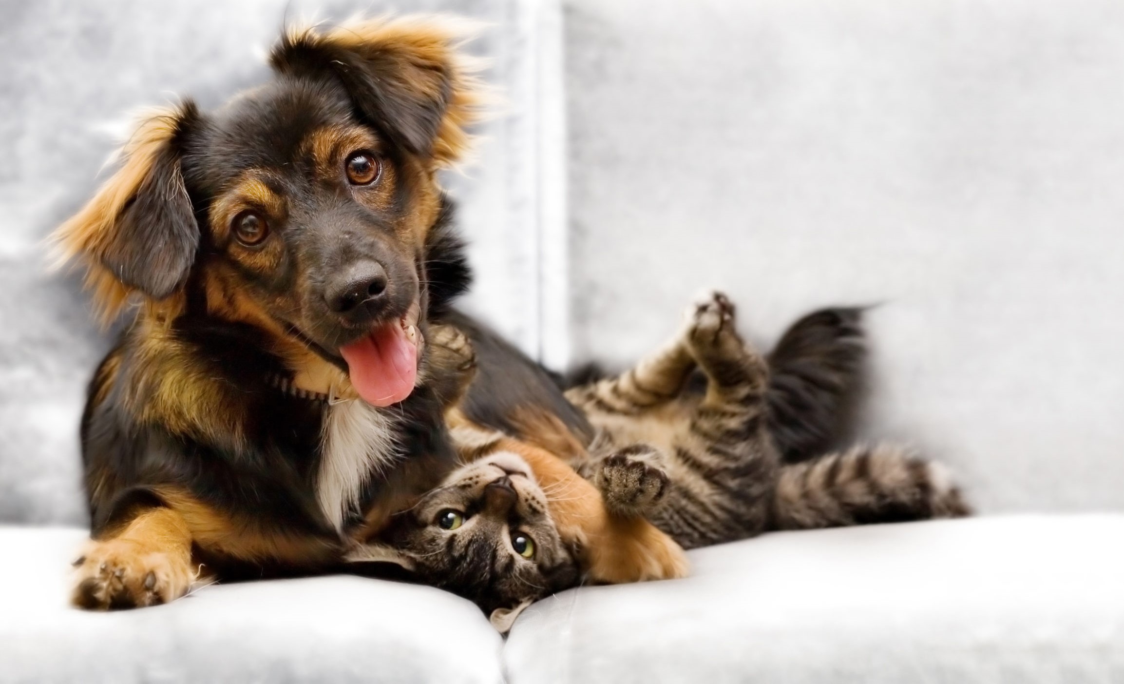 STF obriga prefeituras a proteger cães e gatos abandonados; “obrigação do poder público”