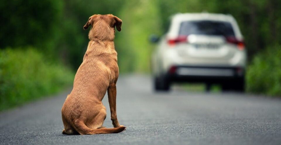 CNH suspensa ou cassada e multa: veja punições para abandono de animais se projeto virar lei