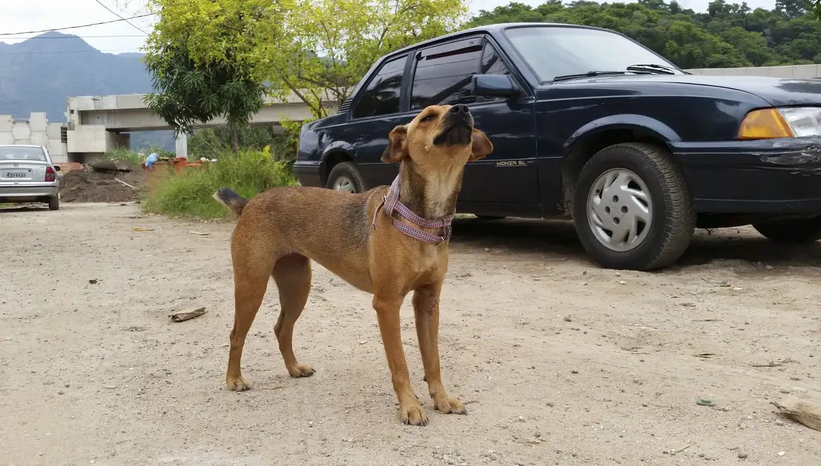 Surtos de cinomose em cães acendem alerta para a vacinação